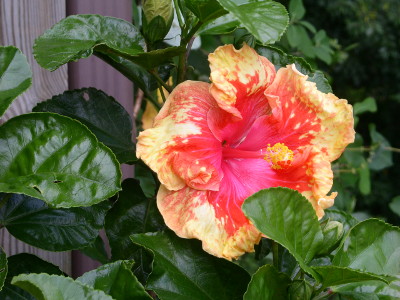 [A close view of a large flower with petals which are pink near the center and pink and yellow on the outer edges. One large stamen comes out the center and is pink except for the yellow ball at its end.]